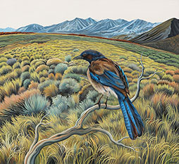 Carson Valley Scrub Jay