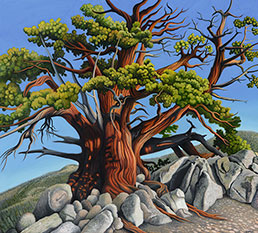 June Lake Juniper